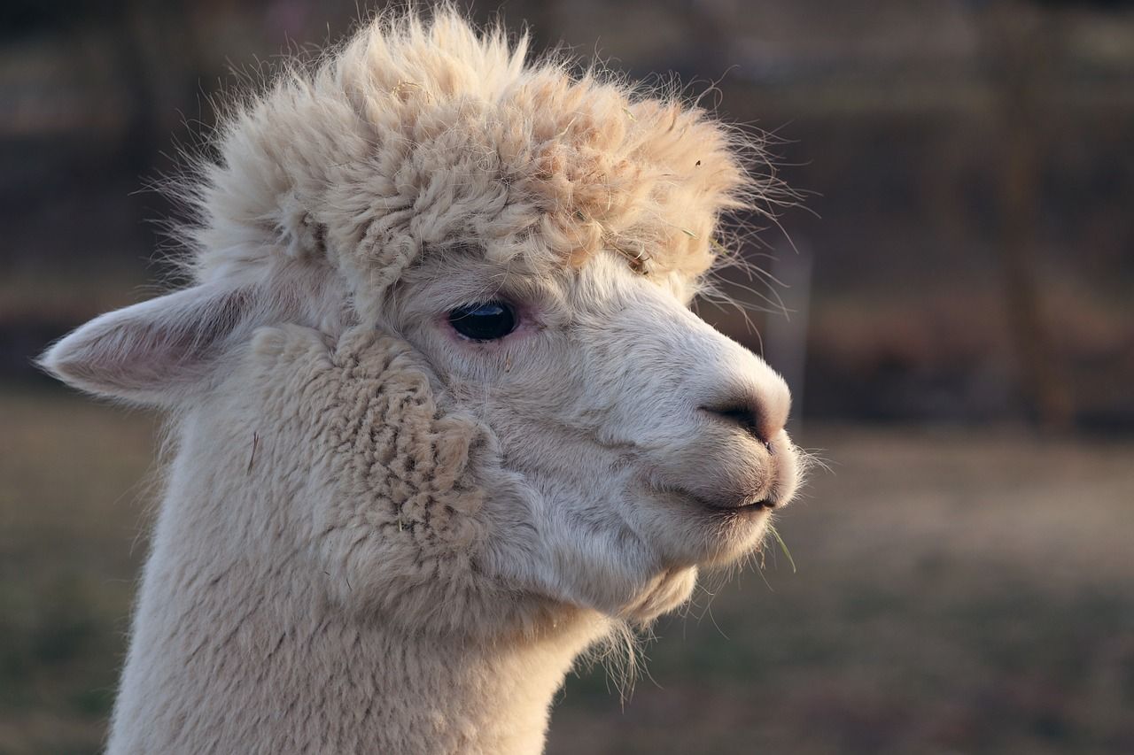 Meta and Microsoft Release Llama 2 LLM as Open Source